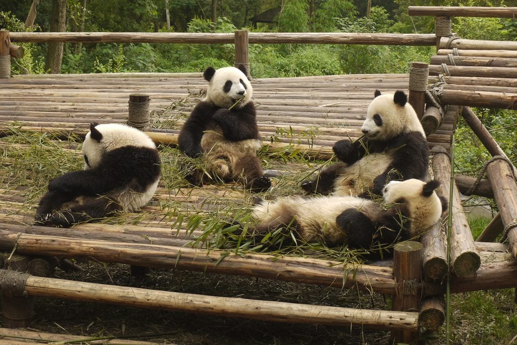 Mother and Baby Pandas with Genuine Fur and Smithsonian Panda Mug Cup