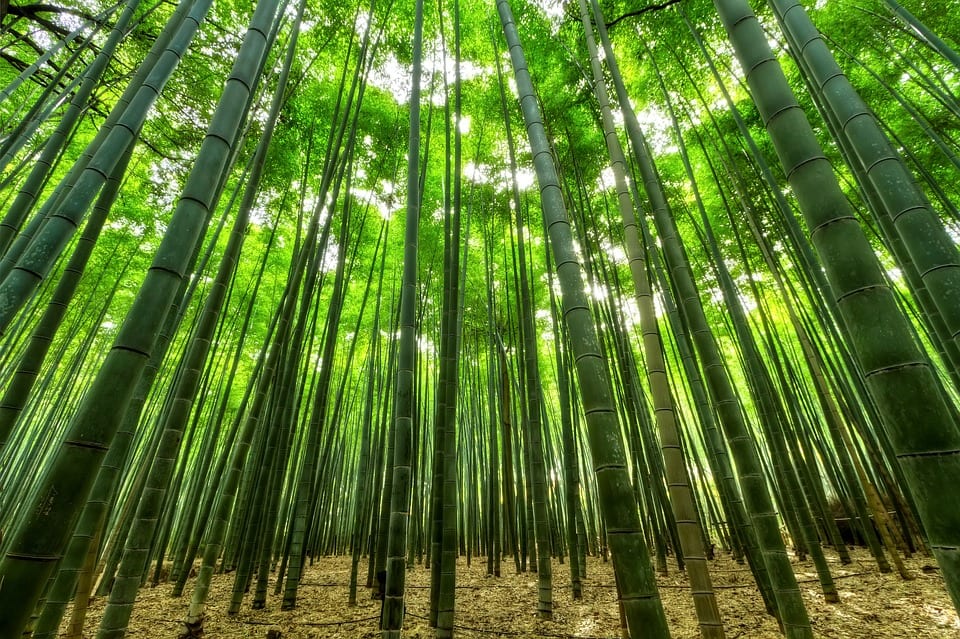 Do Pandas Live In The Rainforest Panda Things