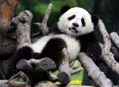 Why Are Pandas Black and White- Camouflaged Panda