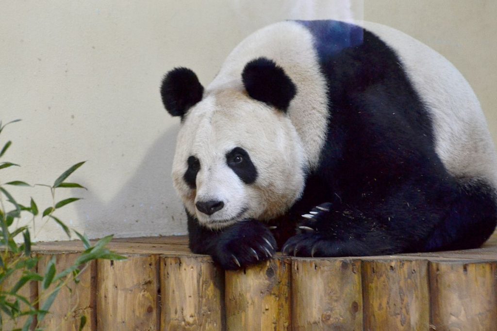 Tian Tian the giant panda curled up resting
