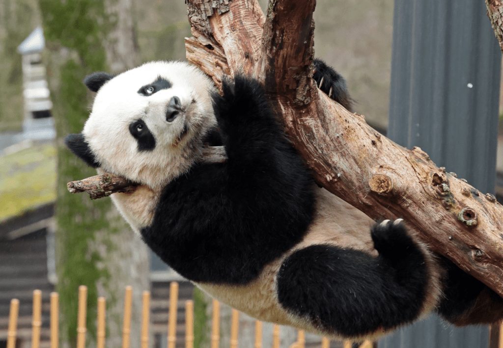 giant panda fan xing hangs from a tree branch in their enclosure