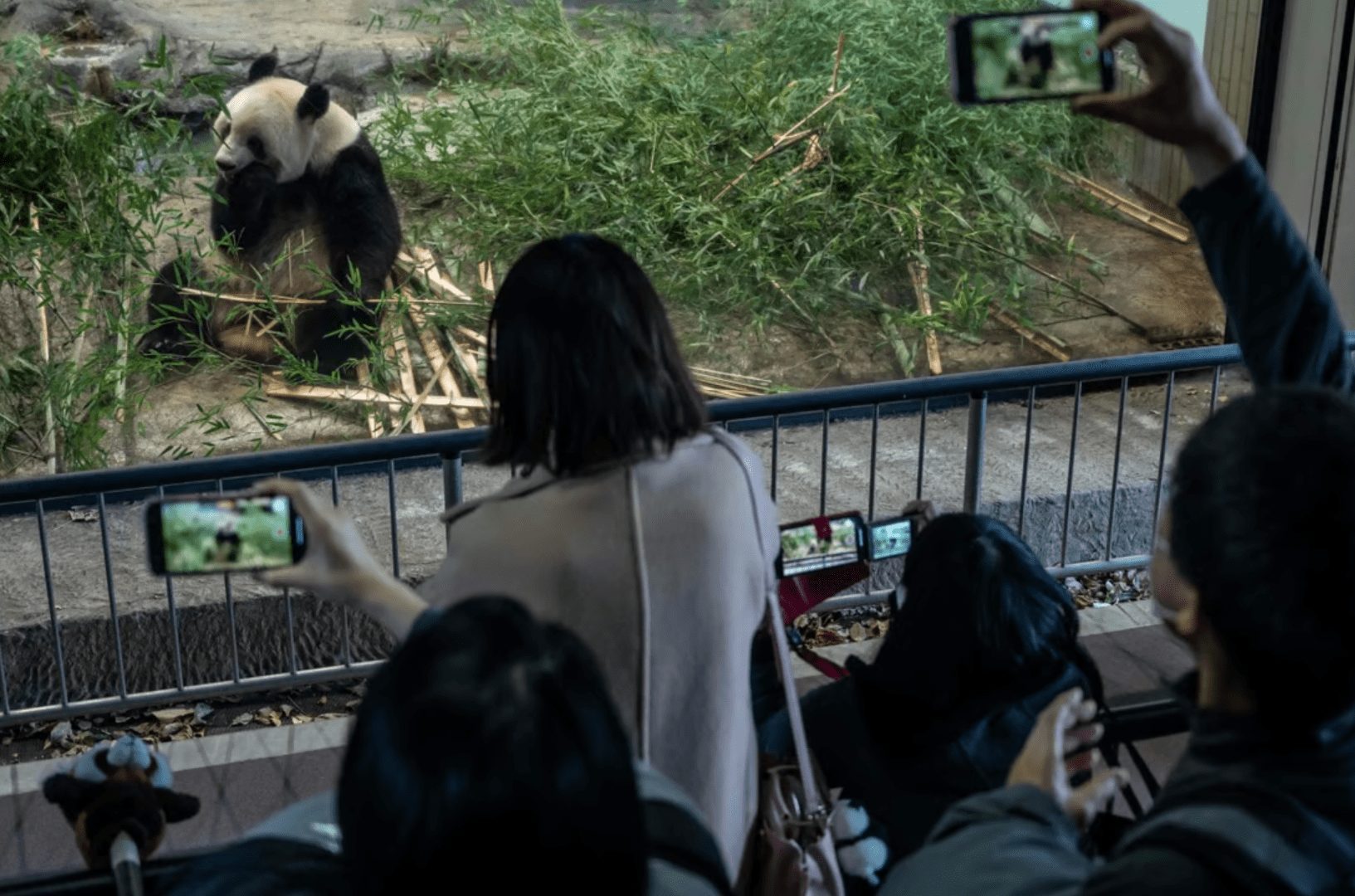 a crowd watching a panda in its enclosure