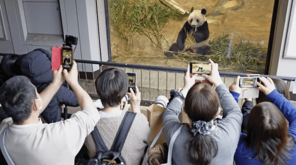people taking pictures with their phones of a giant panda in its enclosure