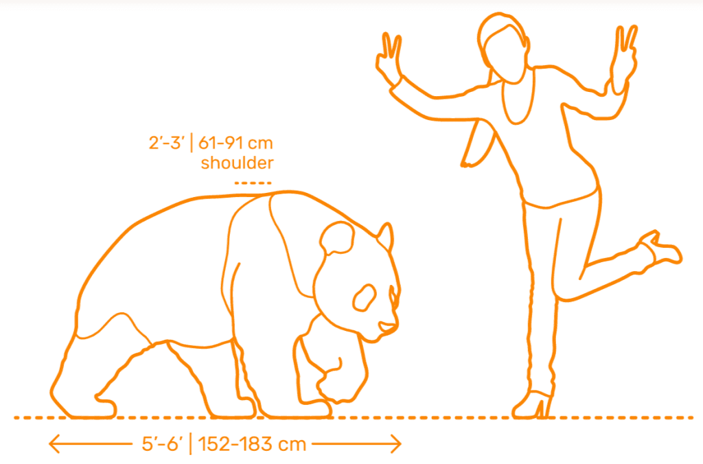 outline of a giant panda and human being with size chart included