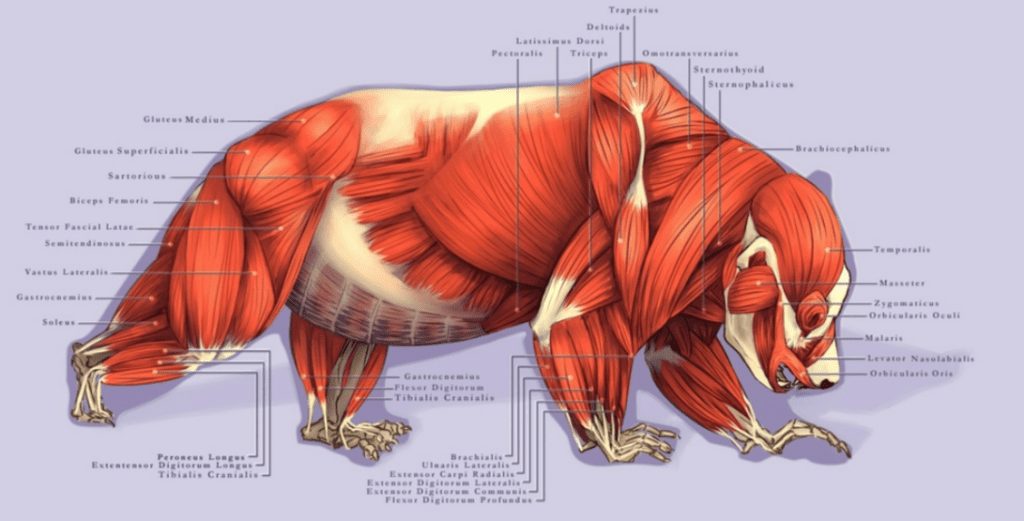 chart showing the muscle anatomy of a giant panda