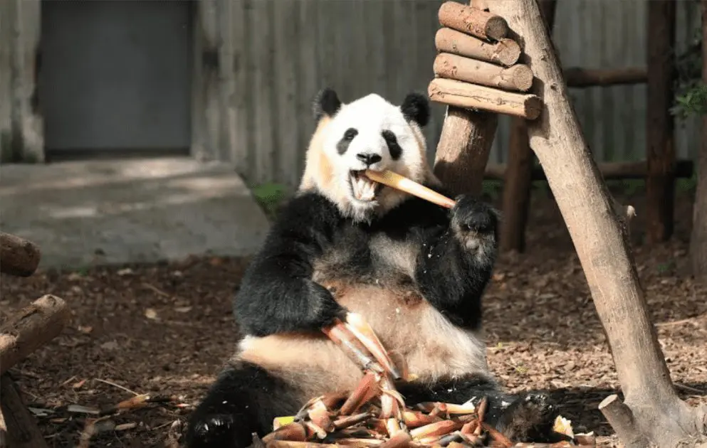 How Big Are Giant Pandas? | Panda Things