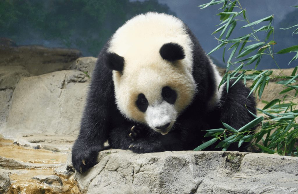 Xiao Qi Ji the giant panda hunched over eating some bamboo
