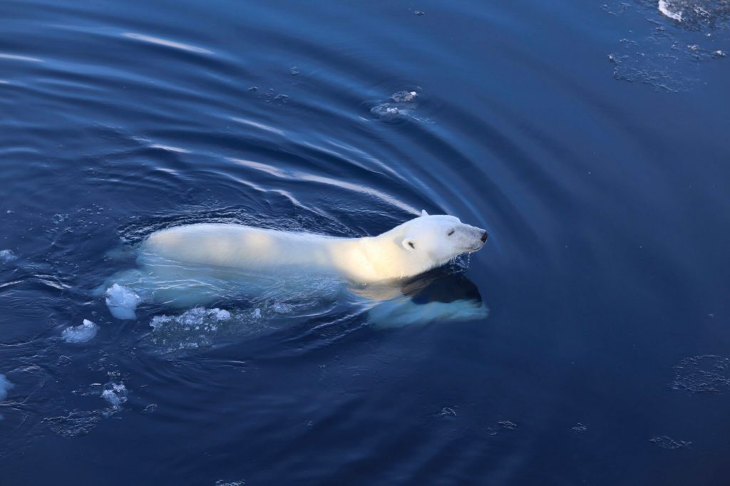 large polar bear swimming in acrtic waters