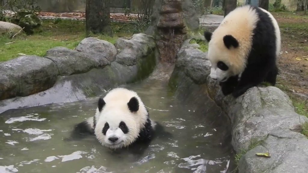two pandas together in a rock pool