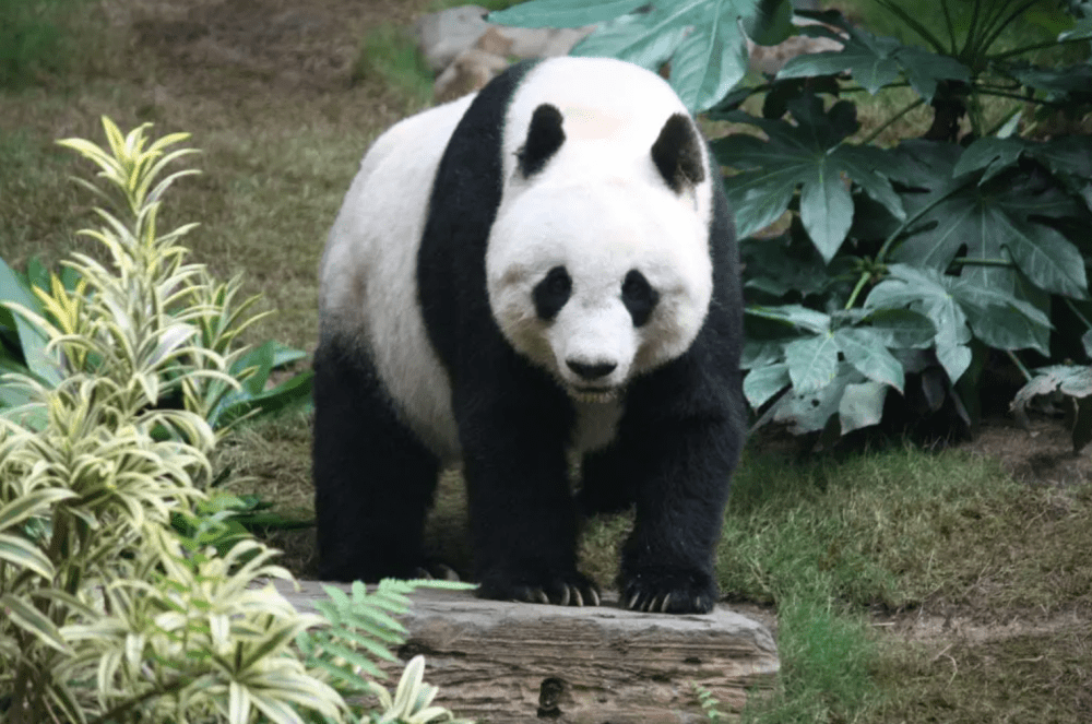 How Much Do Pandas Weigh? - Panda Things