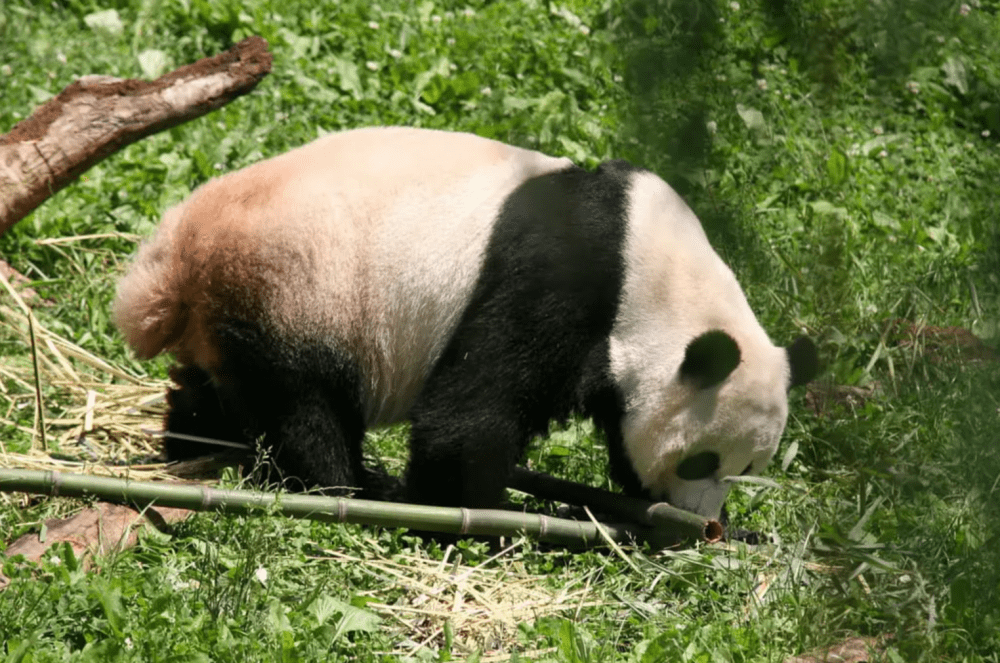 panda bear tail