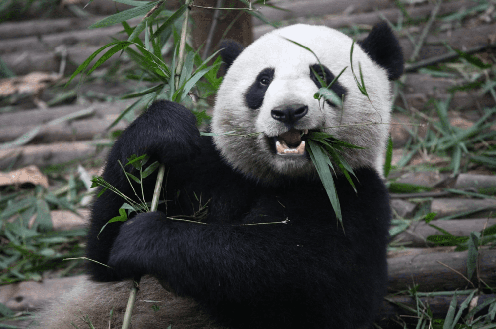 Why Do Pandas Eat Bamboo Panda Things